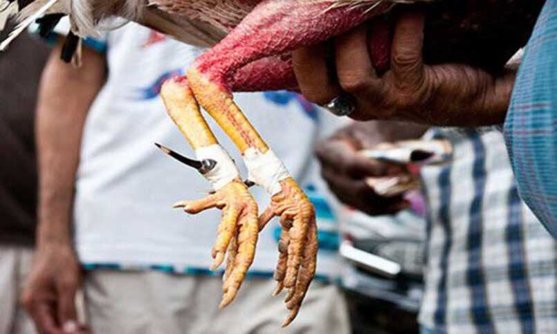 Đá gà nòi cựa dao là loại hình chiếm sóng mạnh mẽ nhất tại đất nước này